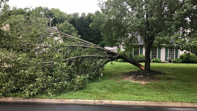Tree Services