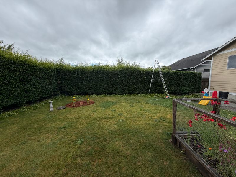Hedge Trimming
