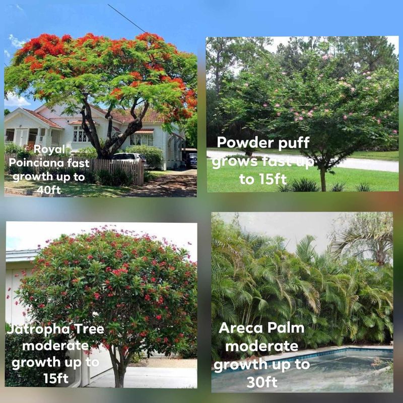 Plant and tree list
