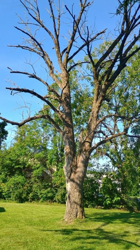 Tree Removal