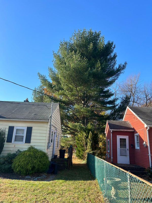 Tree Removal