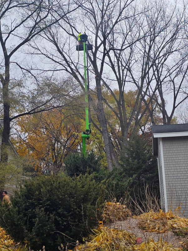 Tree Trimming