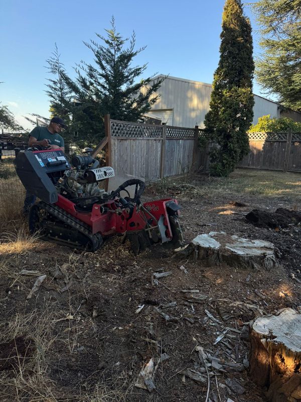 Tree Removals