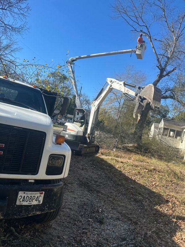 Tree Trimming