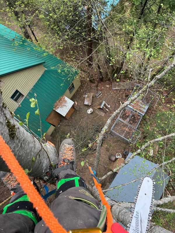 Tree Services
