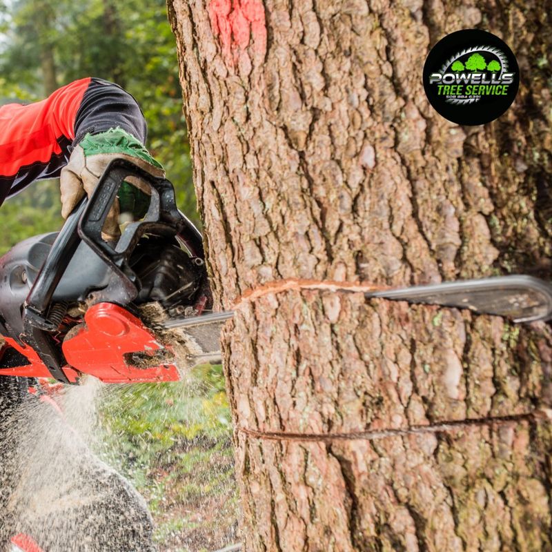 Tree Removal