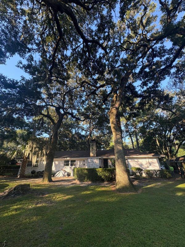 Tree Trimming and Removal