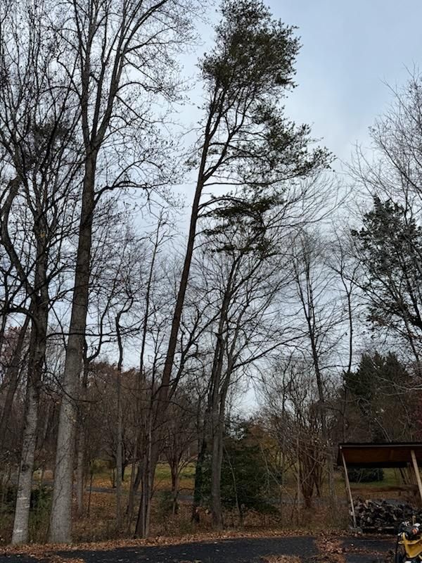 Tree Removal