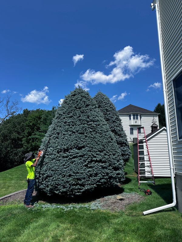 Shrub Trimming