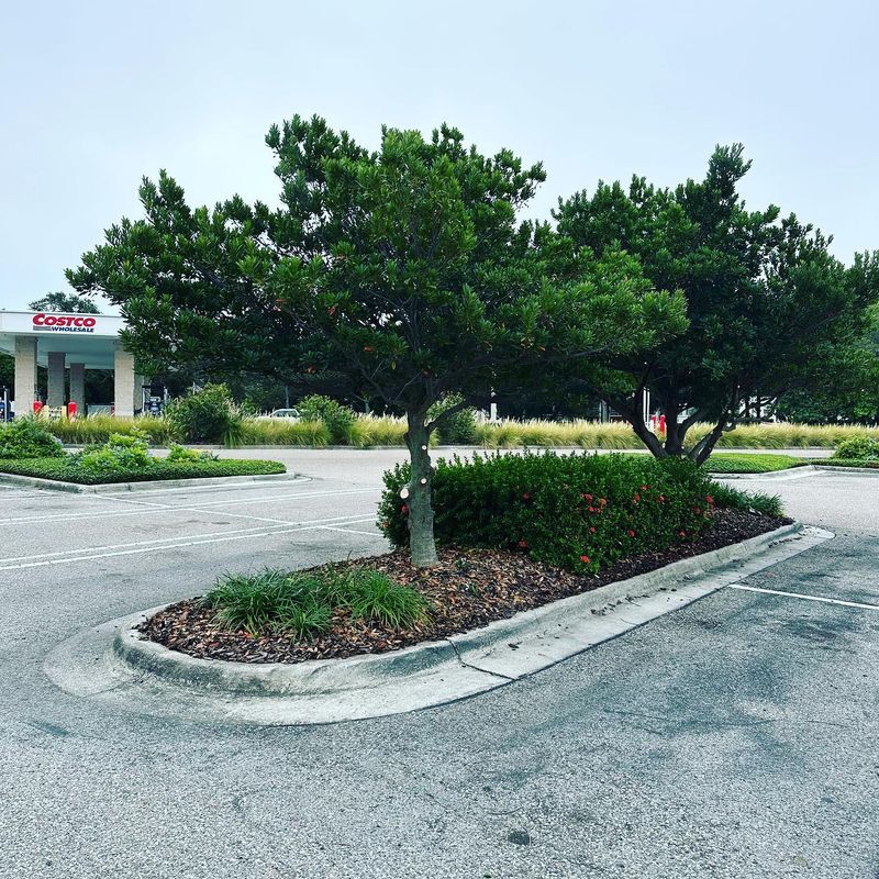 Landscape Maintenance