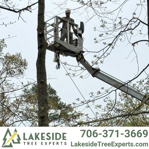 Tree Trimming