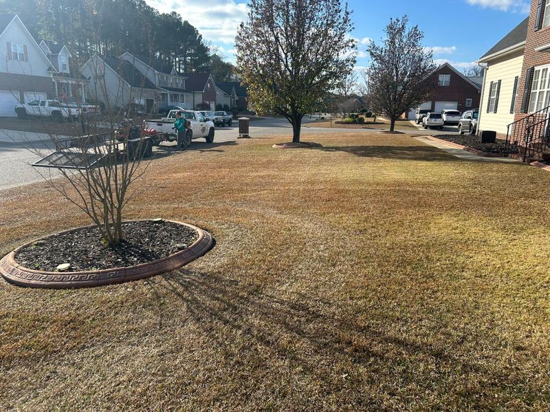 Shrub Trimming