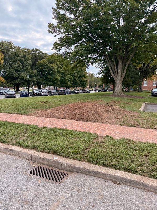 Stump Removal
