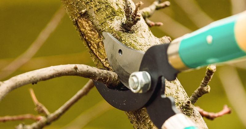 Pruning