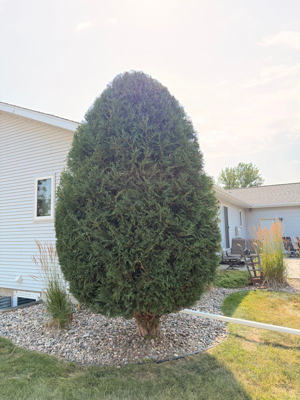 Tree & Shrub Trimming | Meticulous Mowing LLC | Grand Forks, ND