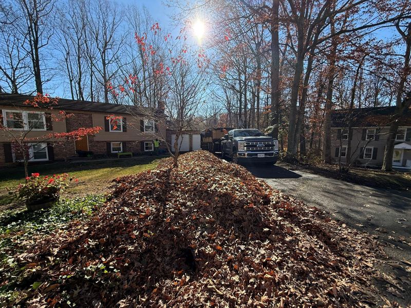 Leaf Removal