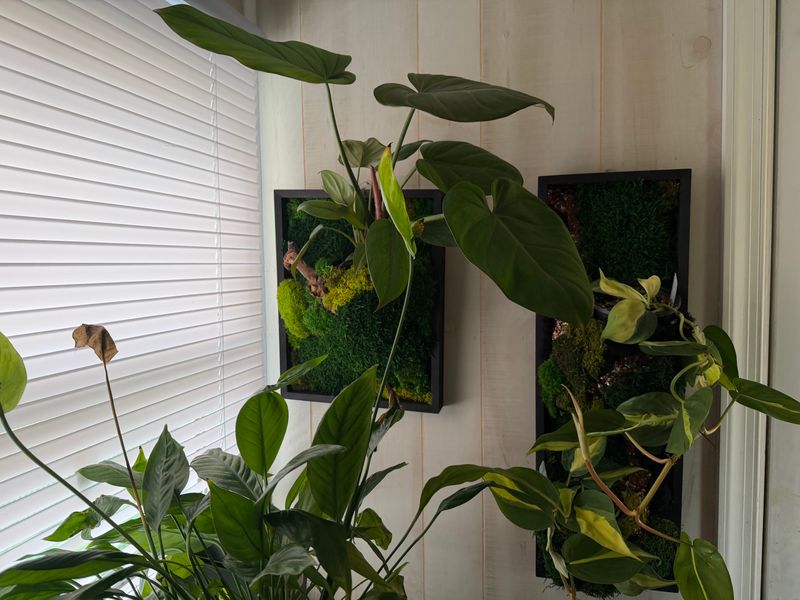 Indoor Plant Care