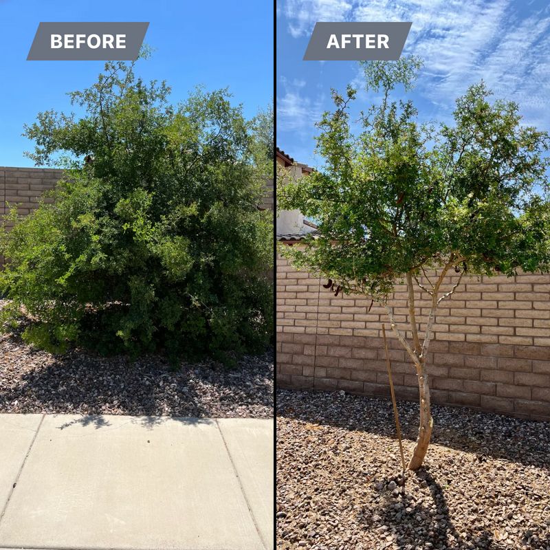 Tree & Shrub Care