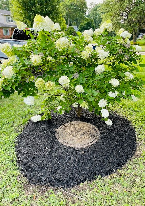 Troy's Garden Transformation: Elevating Landscapes with Pristine Mulch & Expert Tree Care