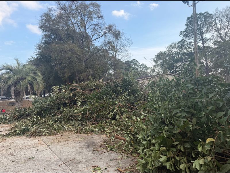Tree Trimming & Removal
