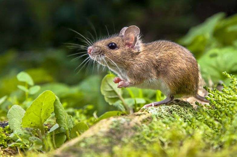 Mice