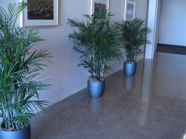Polished Concrete
