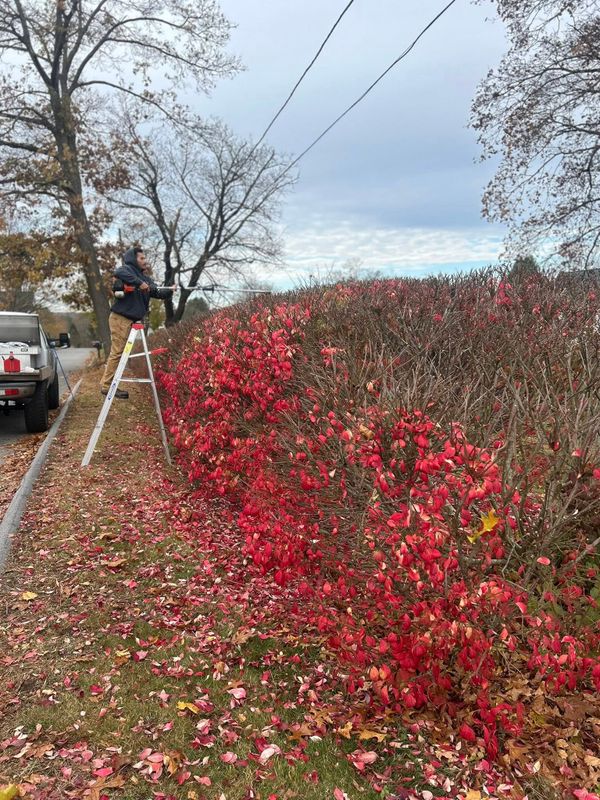 Tree & Shrub Care