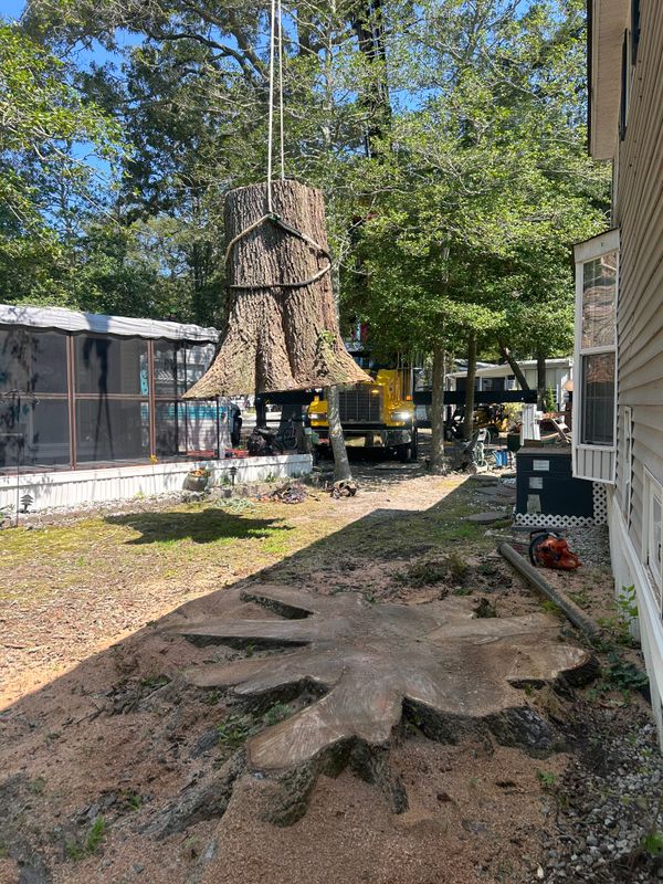 Stump Removal