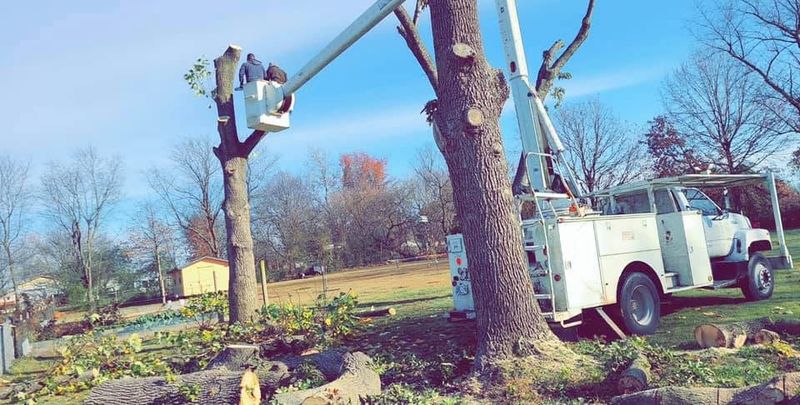 Tree Trimming