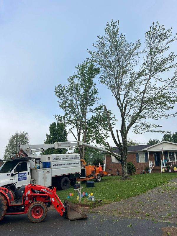 Tree Removal gallery