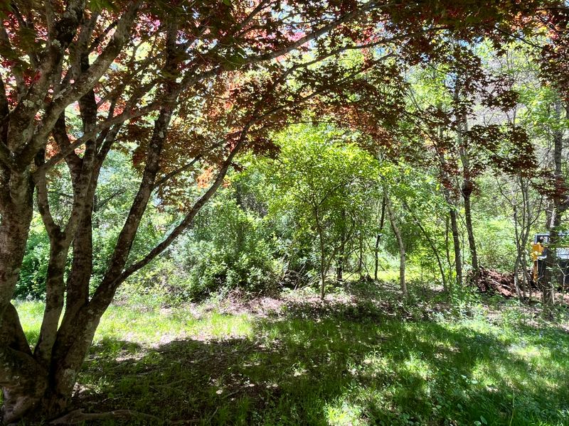 Land Clearing