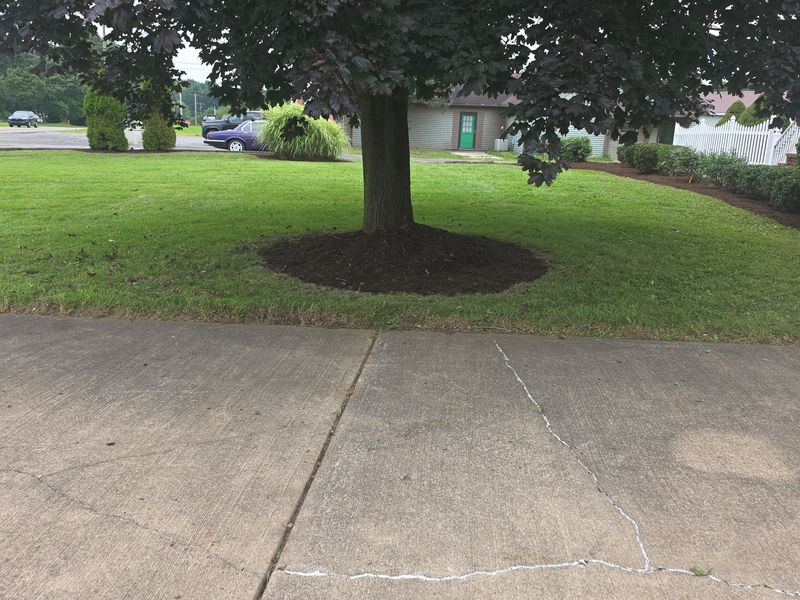 Tree & Shrub Care