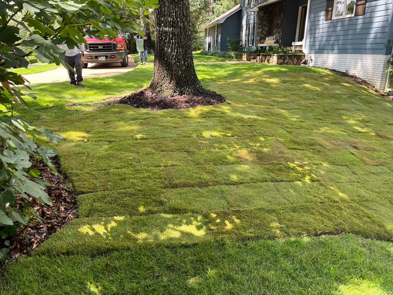 Tree & Shrub Care