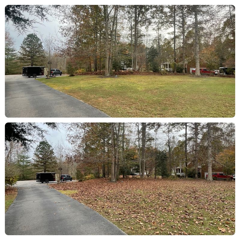 Leaf Removal