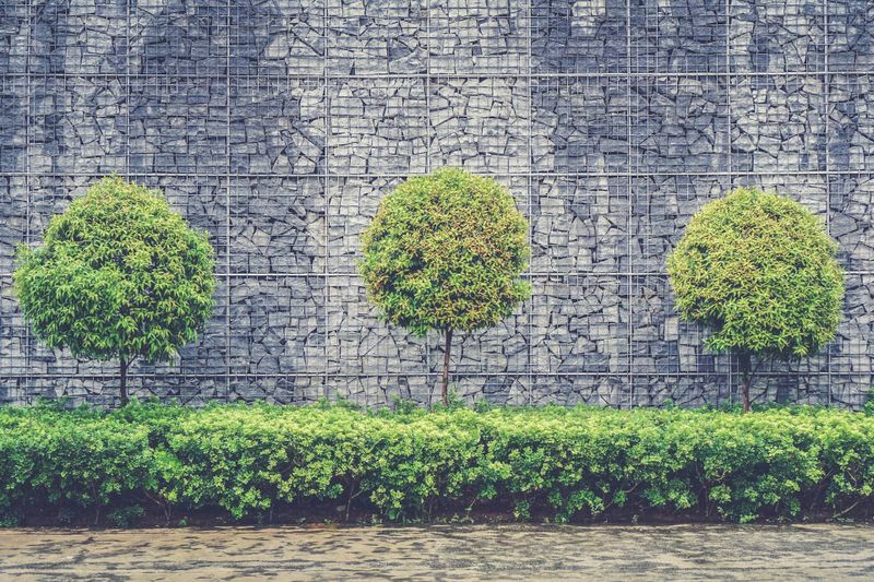Tree and Shrub Care