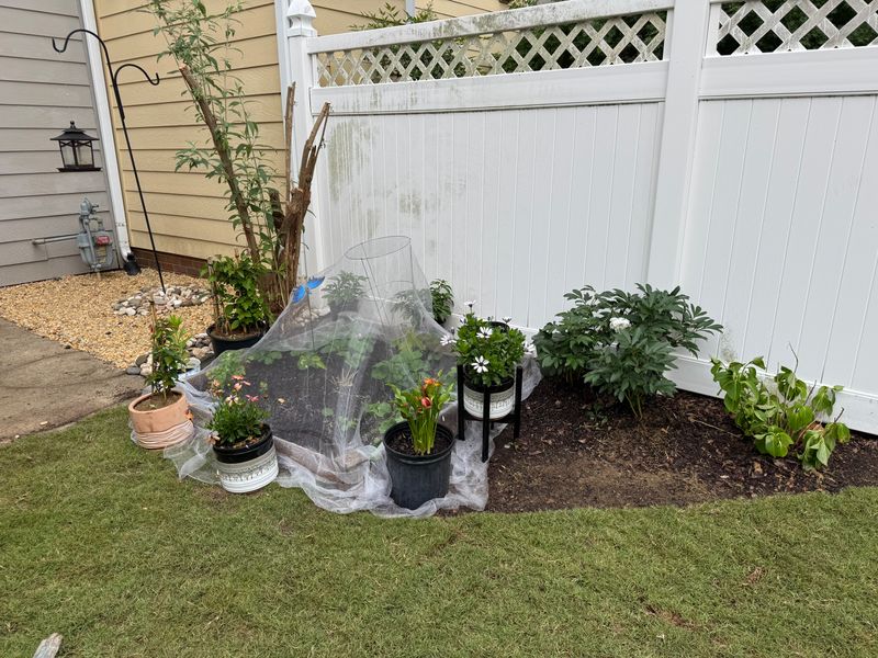 Planting