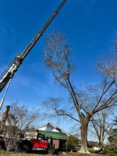 Tree Removal