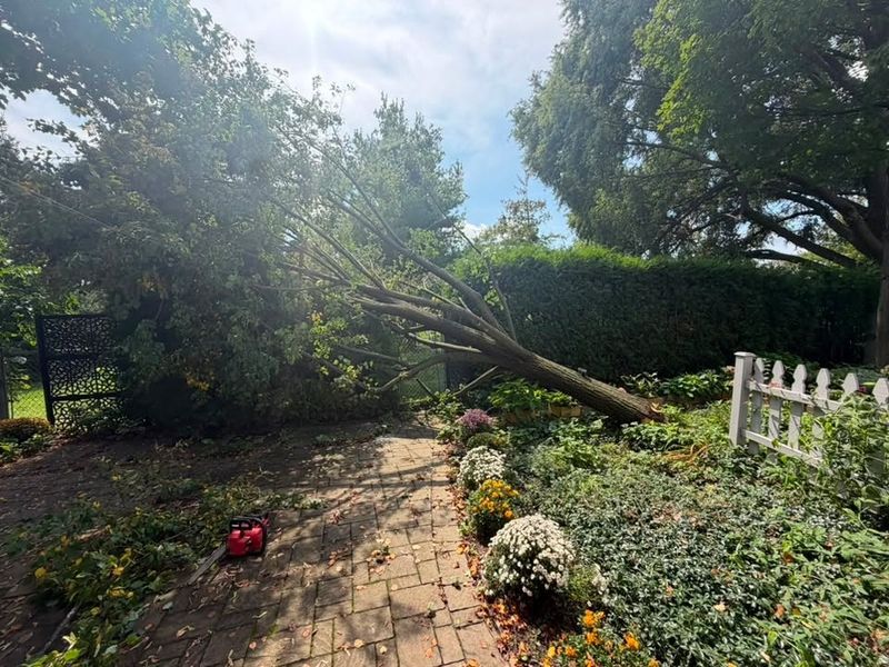 Emergency Fallen Tree Removal in Hamilton, Ontario
