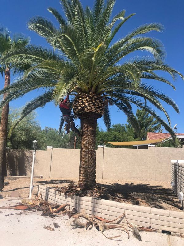 Tree Trimming