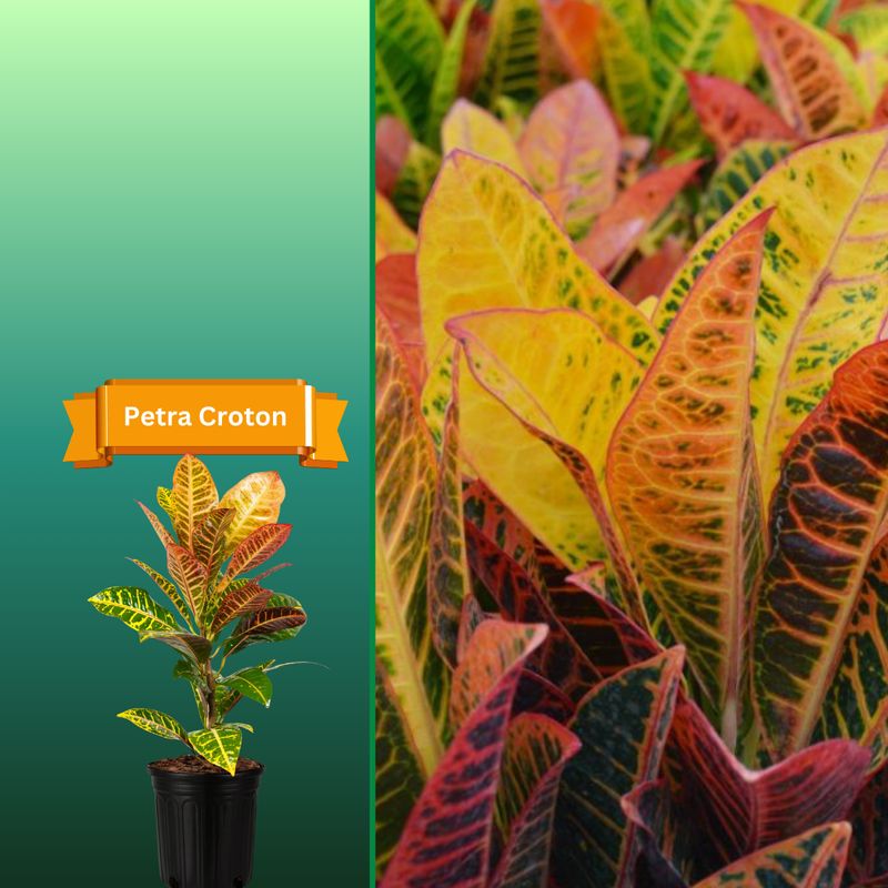 Plant Samples