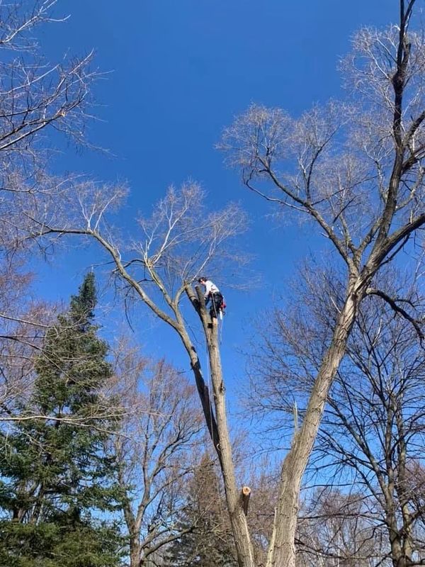 Tree Trimming