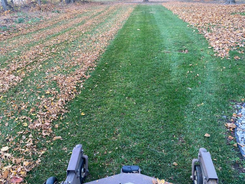 Fall Clean Up