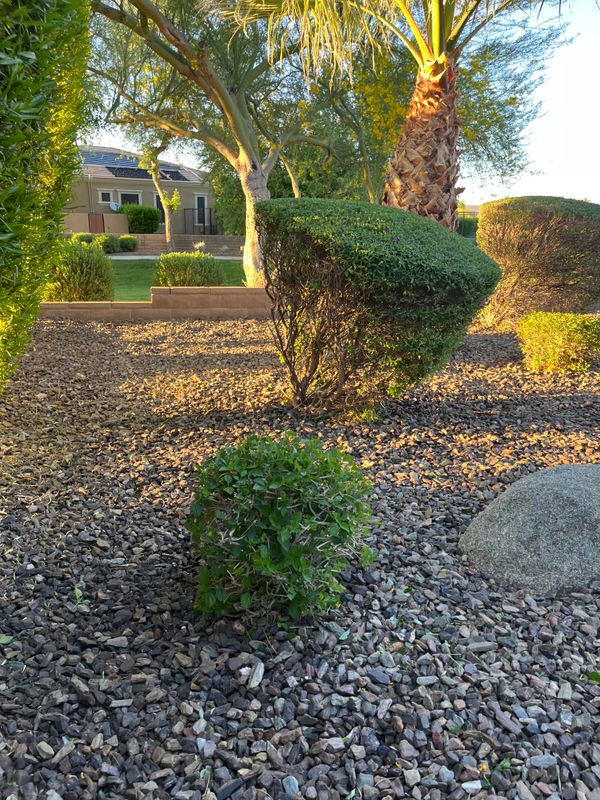 Tree & Shrub Care