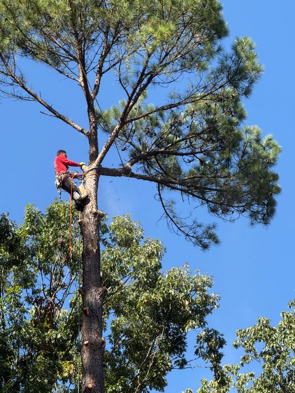 Tree Removal