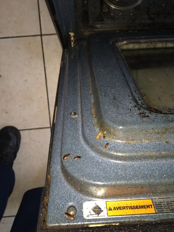 Cockroach Extermination