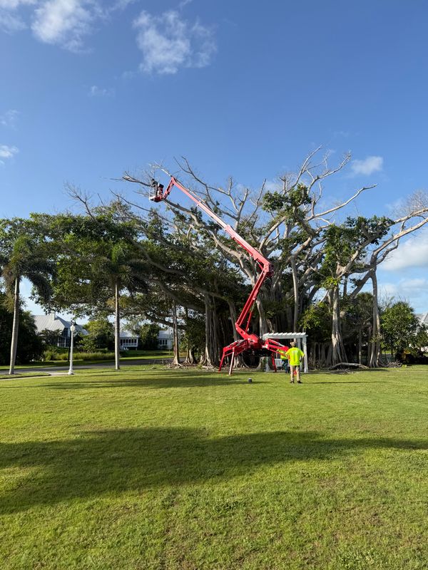 Tree Trimming