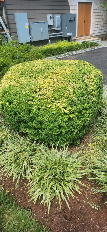 Mulching