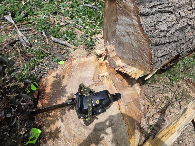 Tree Pruning & Removal