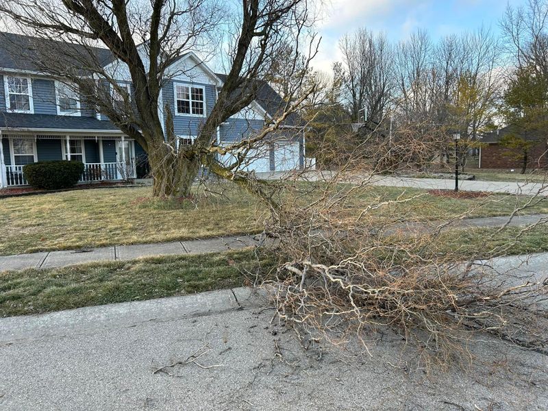 Storm Cleanup