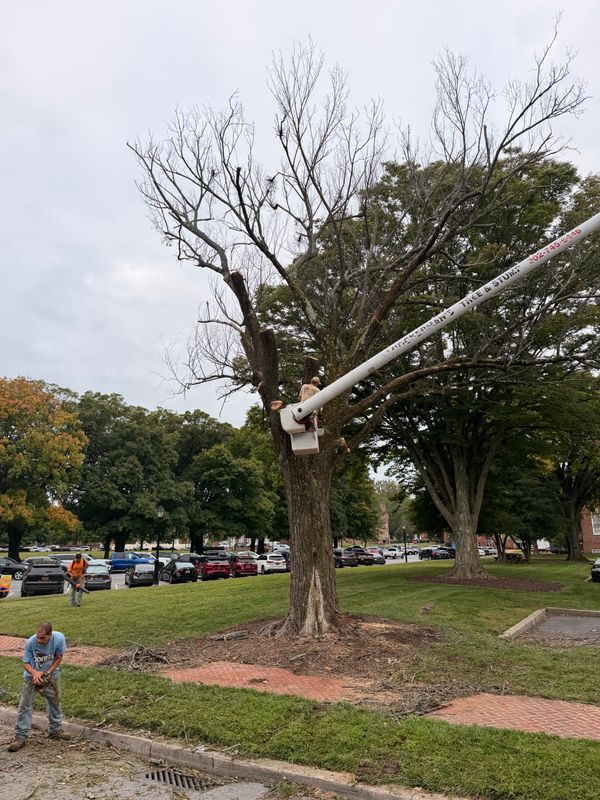 Tree Trimming